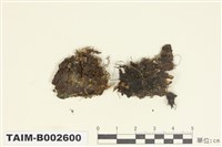 藏品(角蘚屬)的圖片